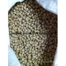 8mm Krabi Chickpeas From China